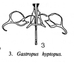 Gastropus hyptopus