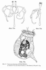 Gastropus hyptopus