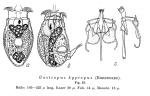 Gastropus hyptopus
