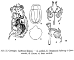 Gastropus hyptopus