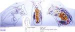 Gastropus hyptopus