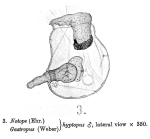 Gastropus hyptopus