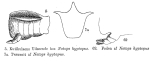Gastropus hyptopus