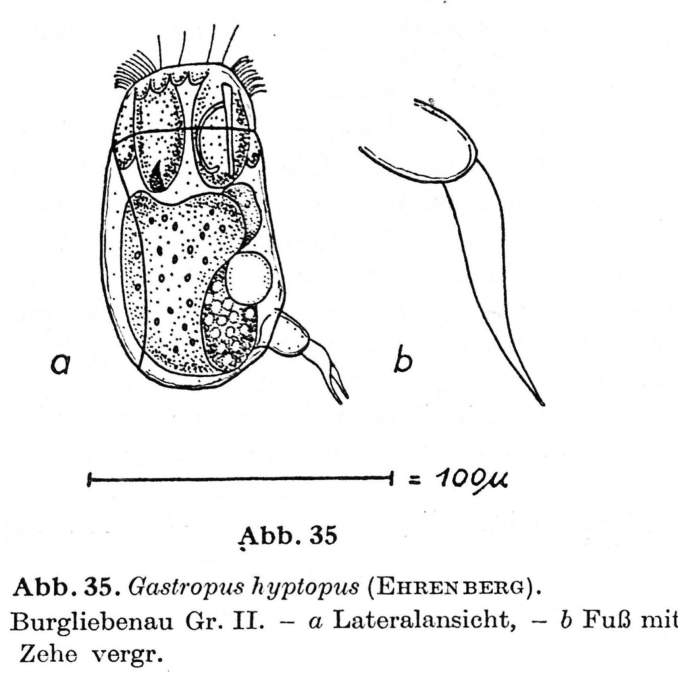 Gastropus hyptopus Gastropus hyptopus