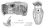 Gastropus hyptopus