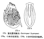 Gastropus hyptopus