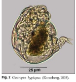 Gastropus hyptopus