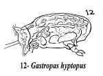 Gastropus hyptopus