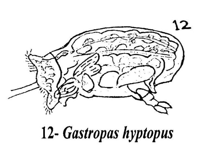Gastropus hyptopus Gastropus hyptopus