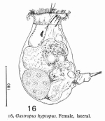 Gastropus hyptopus