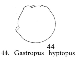 Gastropus hyptopus