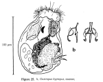 Gastropus hyptopus