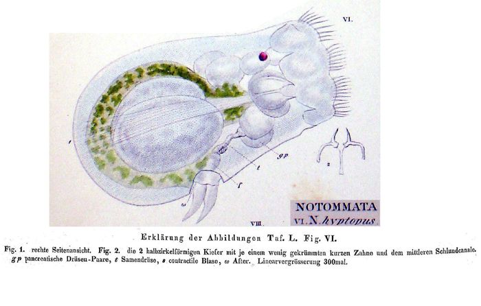 Gastropus hyptopus - Original description image