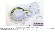 Gastropus hyptopus