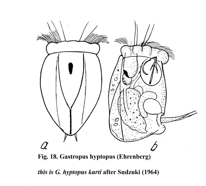 Gastropus hyptopus kurti Gastropus hyptopus kurti