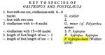 Gastropus hyptopus kurti