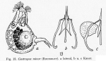 Gastropus minor
