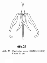 Gastropus minor