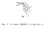 Gastropus minor