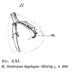 Gastropus minor