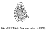 Gastropus minor
