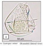 Gastropus minor