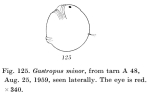 Gastropus minor