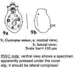 Gastropus minor