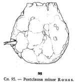 Gastropus minor