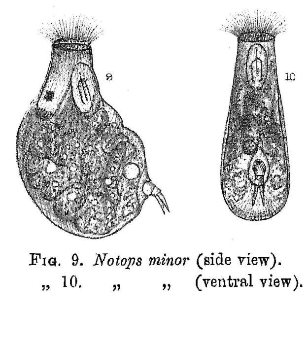 Gastropus minor Gastropus minor
