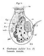 Gastropus stylifer