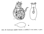 Gastropus stylifer