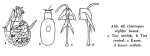 Gastropus stylifer
