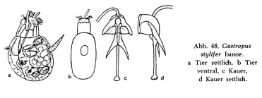 Gastropus stylifer