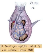 Gastropus stylifer