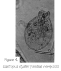 Gastropus stylifer