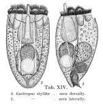 Gastropus stylifer