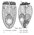 Gastropus stylifer