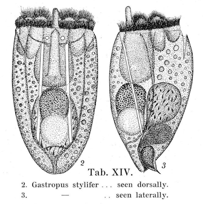 Gastropus stylifer