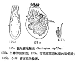 Gastropus stylifer
