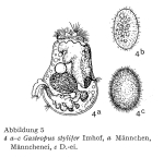 Gastropus stylifer