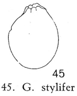 Gastropus stylifer