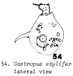 Gastropus stylifer
