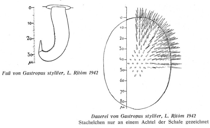 Gastropus stylifer