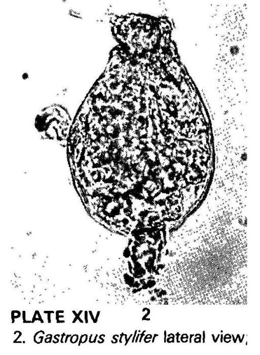 Gastropus stylifer Gastropus stylifer