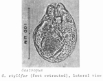 Gastropus stylifer