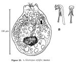 Gastropus stylifer
