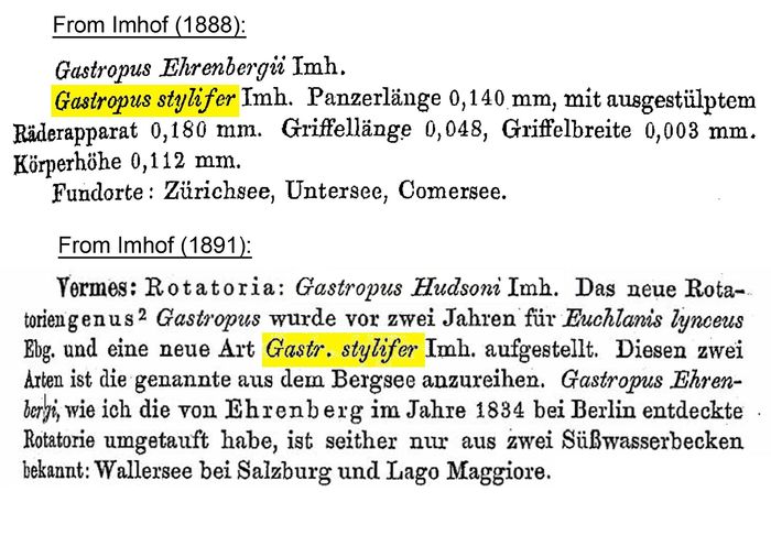 Gastropus stylifer - Original description image