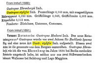 Gastropus stylifer