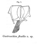 Gastroschiza flexilis - Original description image